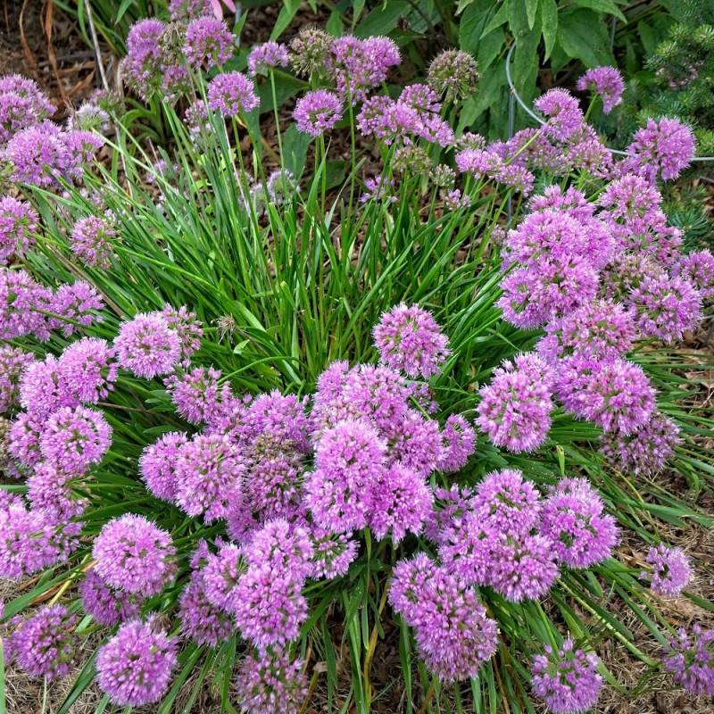 Ail d'ornement Millenium à fleurs Rose/ - feuillage Semi-Persistant - Pot de 3L - Touffe - Imagen 5