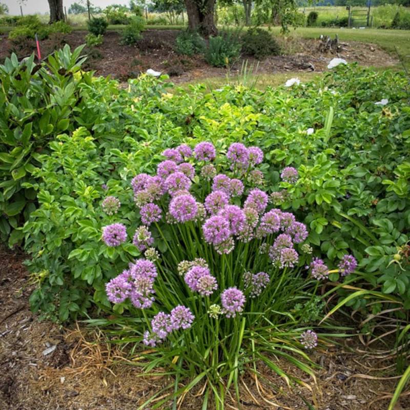 Ail d'ornement Millenium à fleurs Rose/ - feuillage Semi-Persistant - Pot de 3L - Touffe - Imagen 7