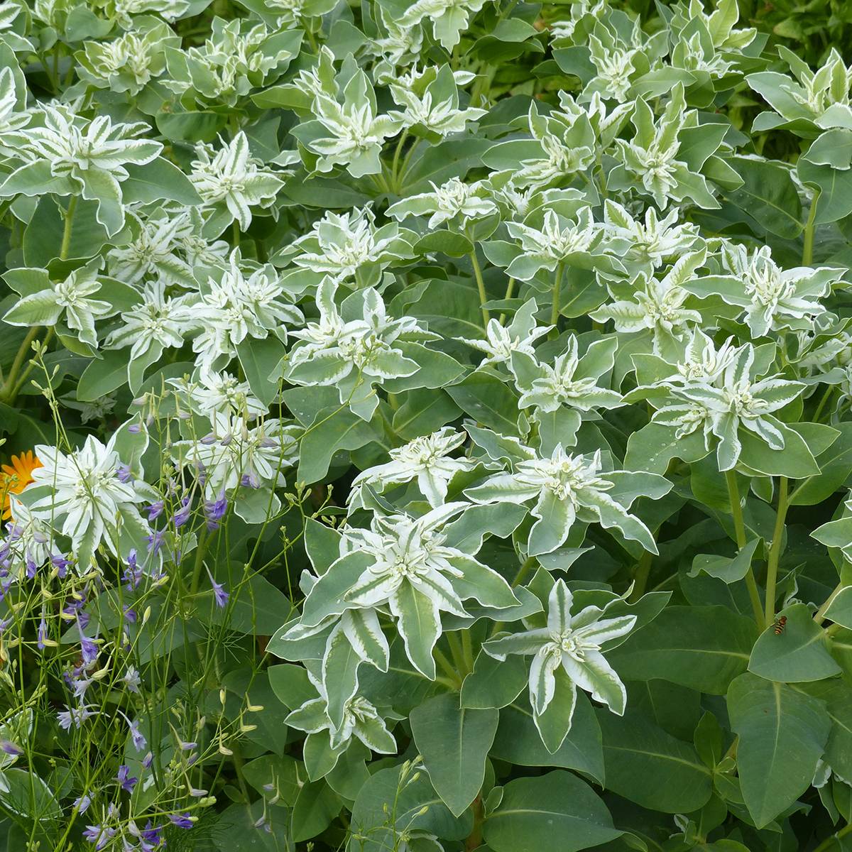 Promesse de Fleurs - Graines d'Euphorbe panachée Kilimanjaro - Euphorbia marginata le sachet de 100 graines environ (2g)