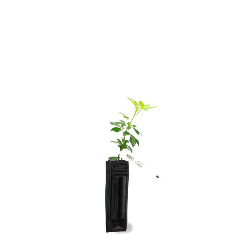 Oranger du Mexique (Choisya ternata) - Godet 9cm - Pépinières Naudet - Imagen 3