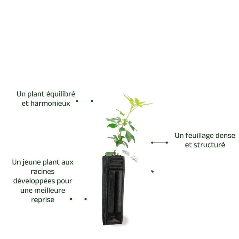 Oranger du Mexique (Choisya ternata) - Godet 9cm - Pépinières Naudet - Imagen 4