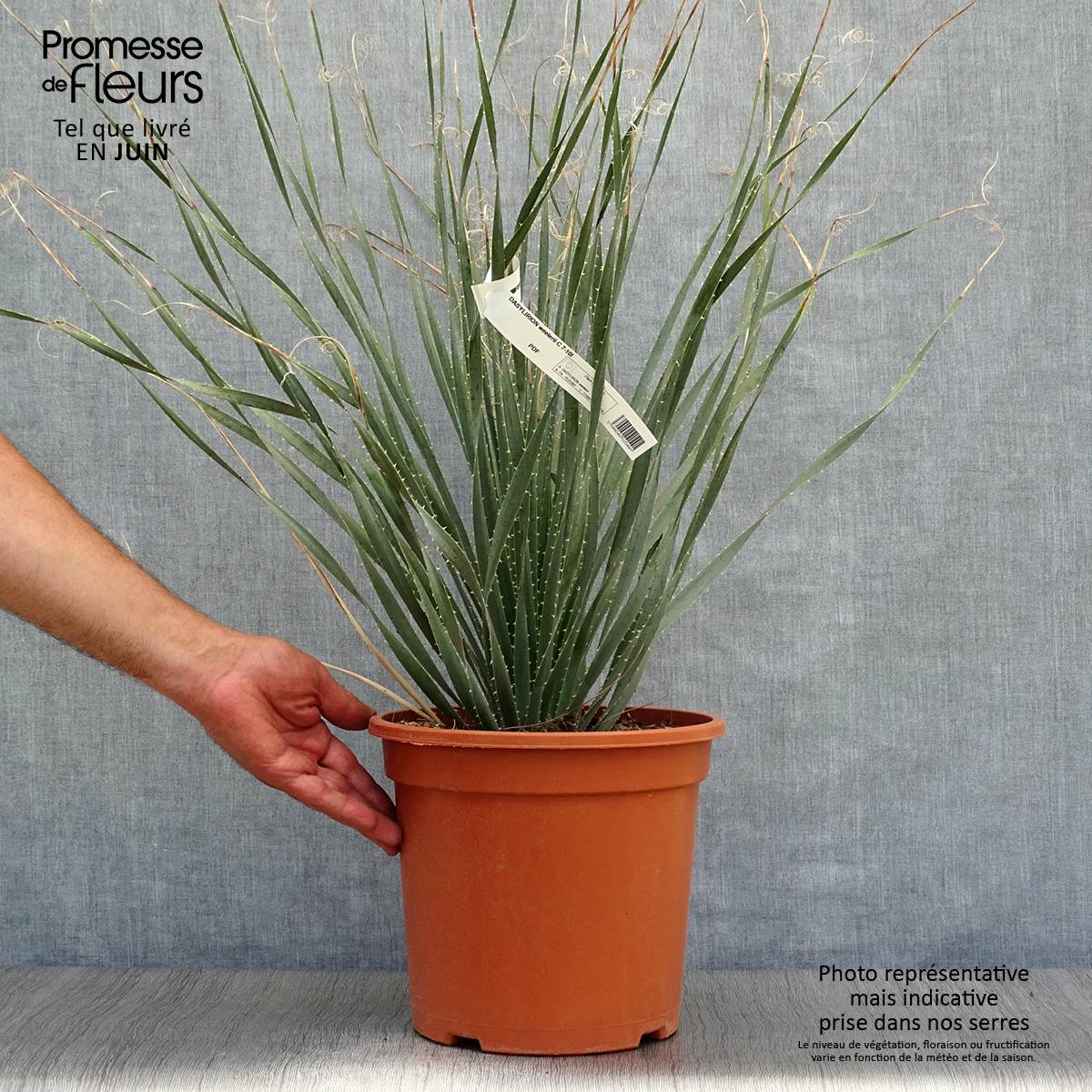 Promesse de Fleurs - Dasylirion wheeleri  Pot de 7,5L/10L - Image 2