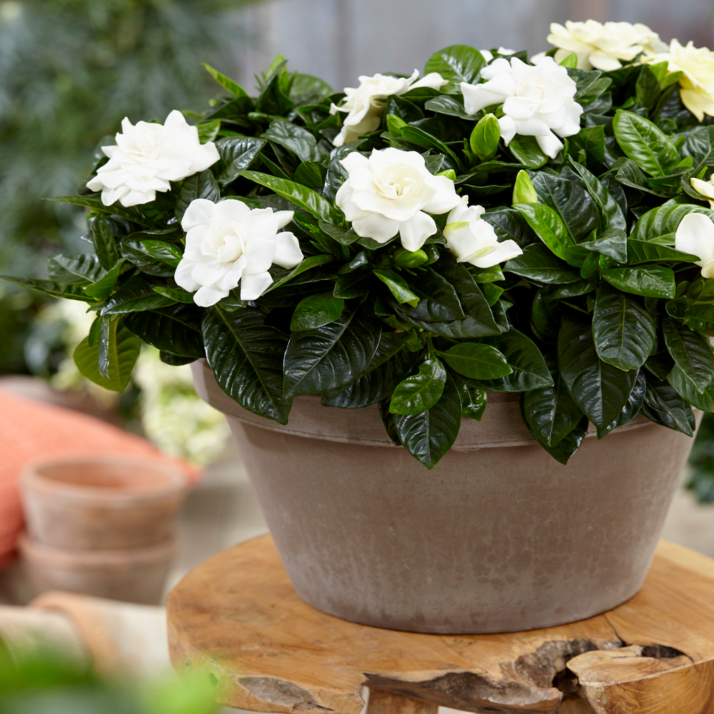 Gardenersdream - Gardenia Jasminoides Jasmin Du Cap Plante D'Intérieur Odorante Fournie Dans Pot 12 Cm - GardenersDream - Imagen 1