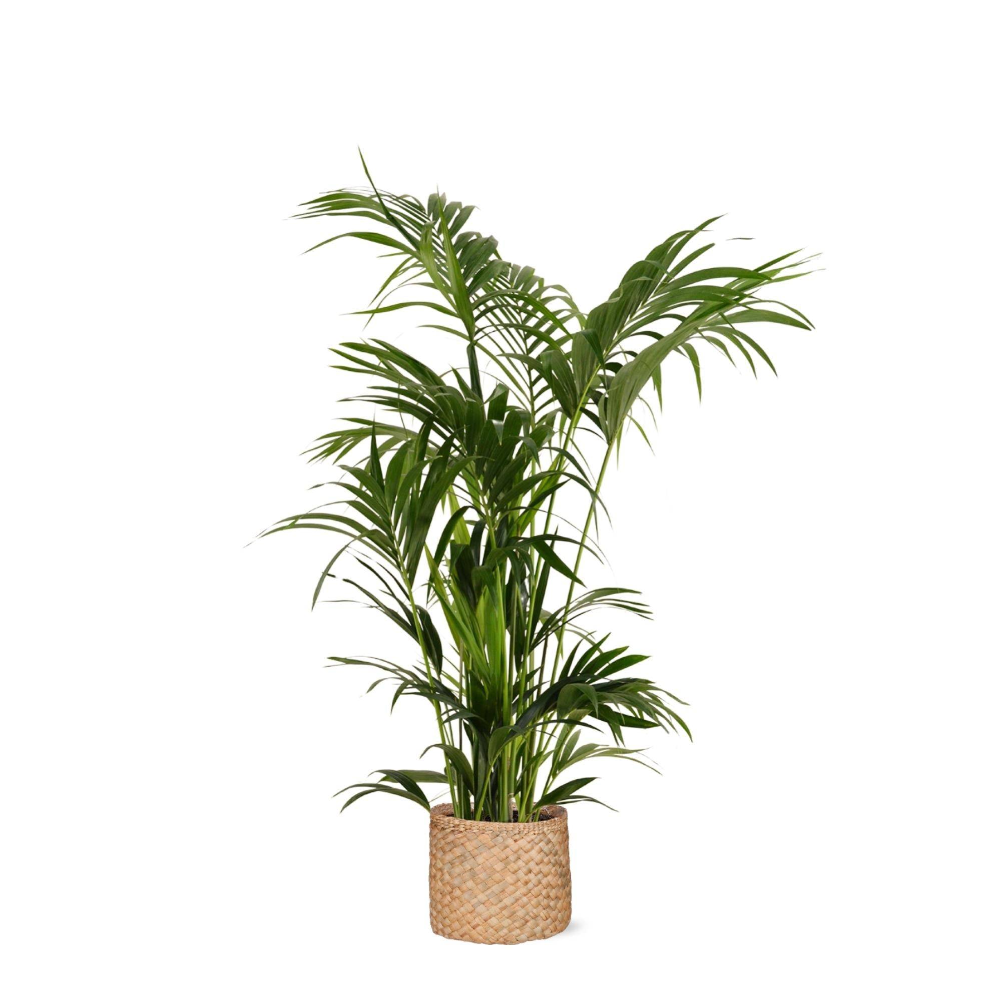 La Green Touch - Kentia Palm et son pot- La Green Touch Panier Naturel - Hauteur 160cm