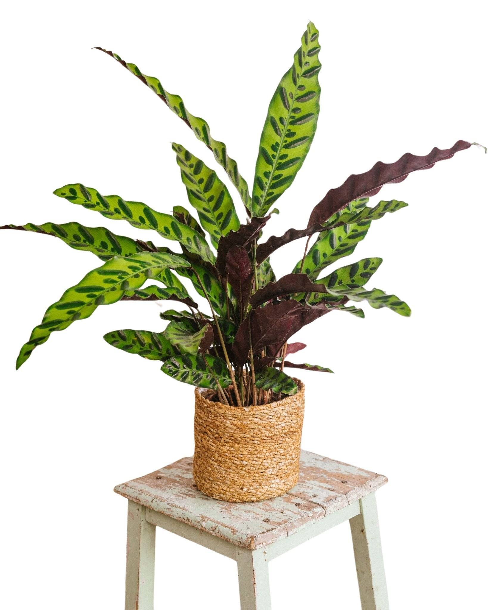 Calathea lancifolia L 50cm - Plante d'intérieur- La Green Touch - Imagen 3