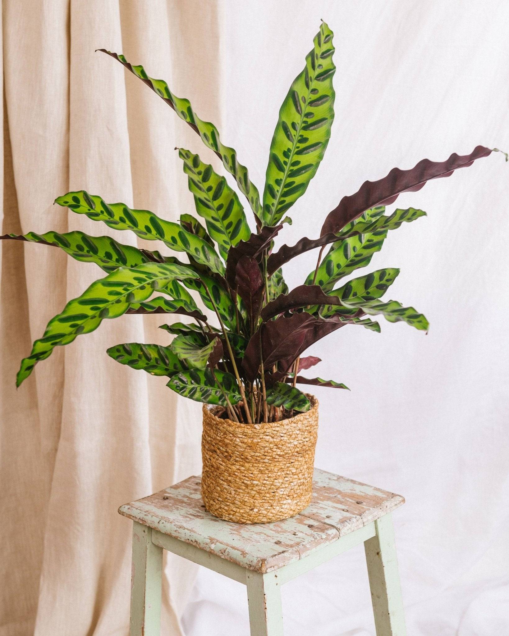 Calathea lancifolia L 50cm - Plante d'intérieur- La Green Touch - Imagen 2