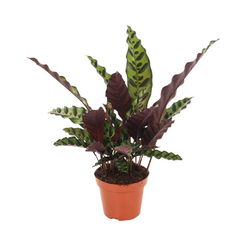 Calathea lancifolia L 50cm - Plante d'intérieur- La Green Touch - Imagen 1
