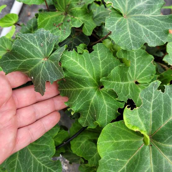 Promesse de Fleurs - Lierre commun - Hedera helix Obelix Godet de 8/9 cm