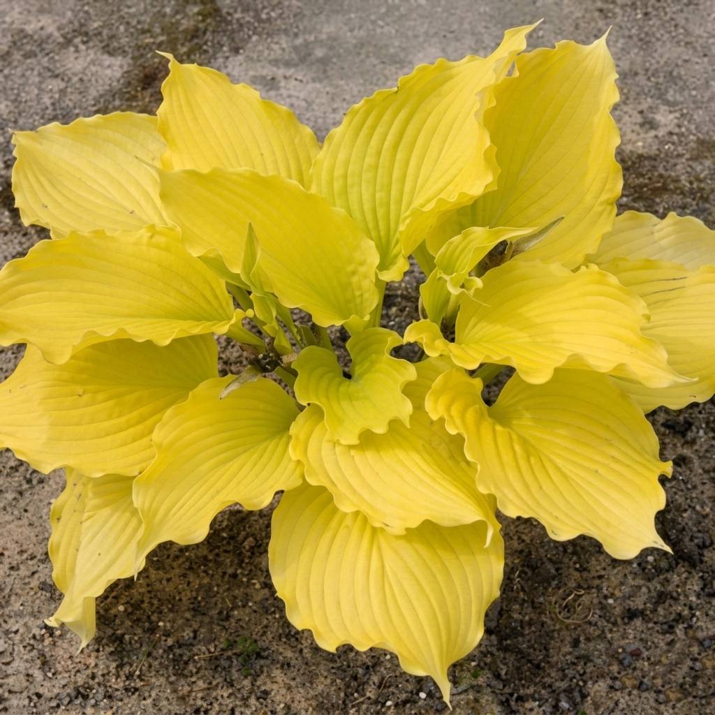 Promesse de Fleurs - Hosta Dancing Queen Pot de 1,5L/2L