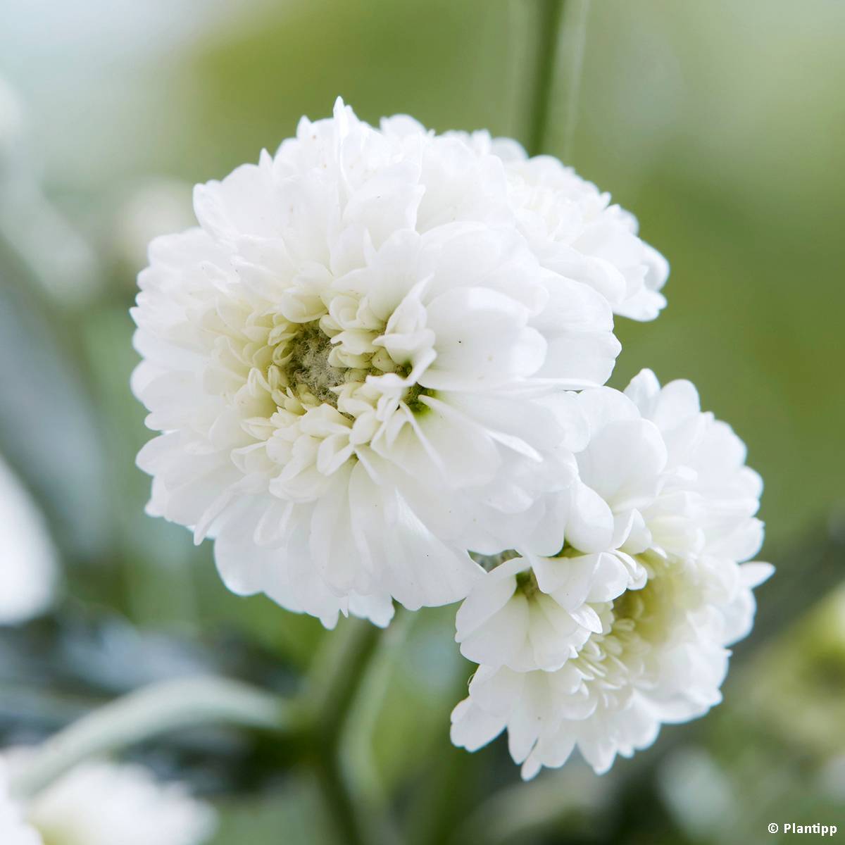 Achillea ptarmica Diadem - Bouton d'argent Pot de 2L/3L