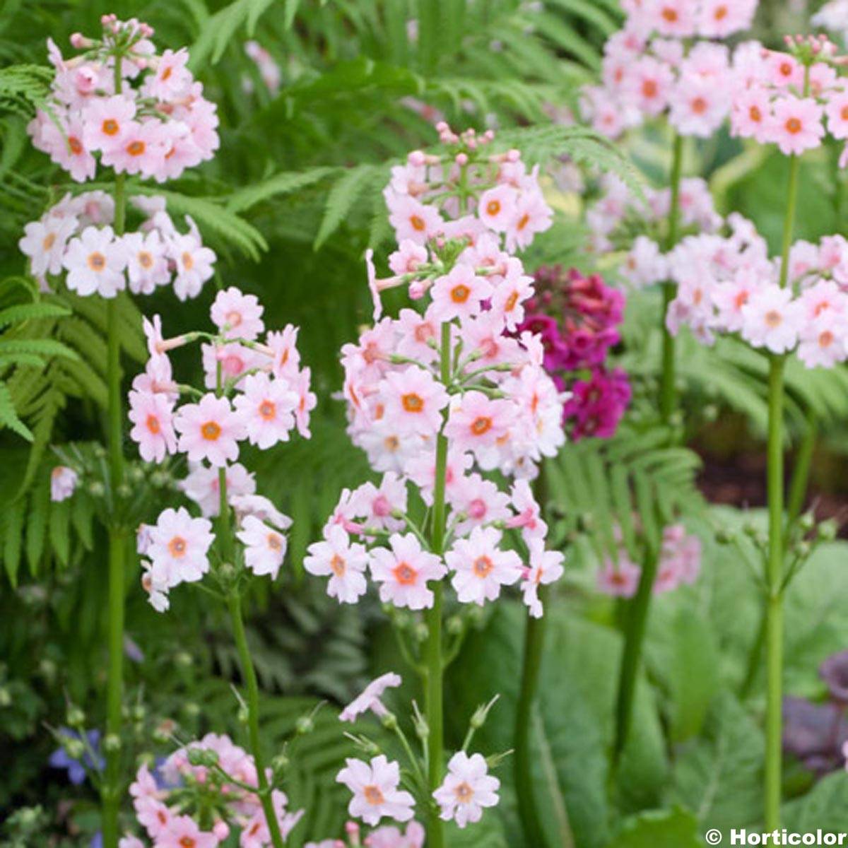 Primevère du Japon Apple Blossom - Primula japonica Godet de 8/9 cm