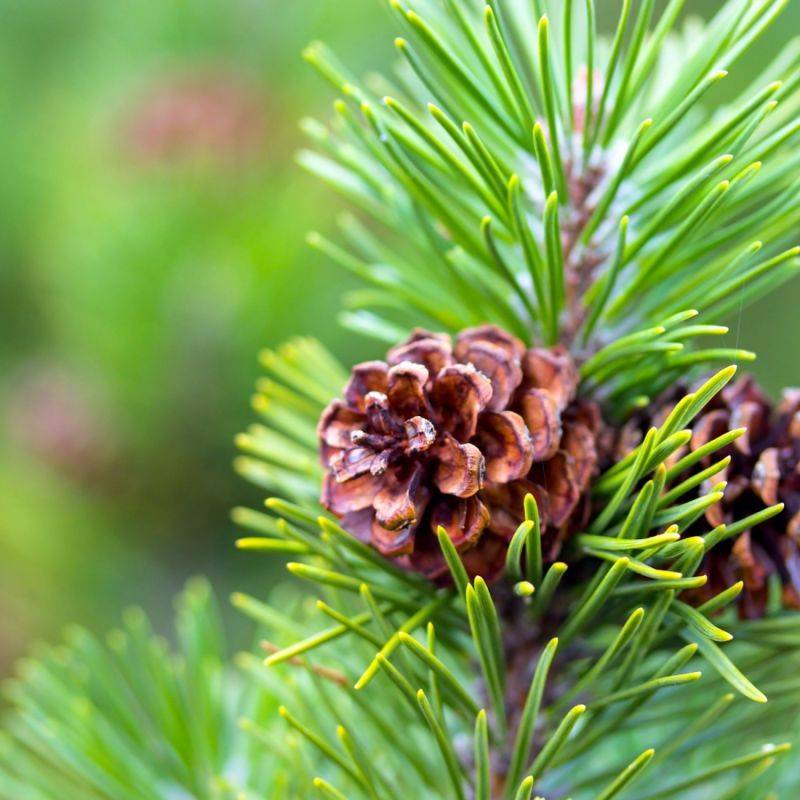 Pin sylvestre (Pinus sylvestris) - Godet - Taille 13/25cm - Pépinières Naudet