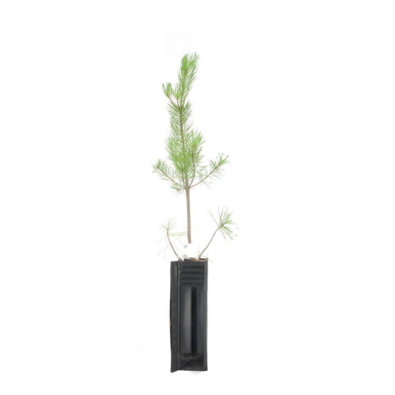 Pin sylvestre (Pinus sylvestris) - Godet - Taille 13/25cm - Pépinières Naudet - Imagen 3