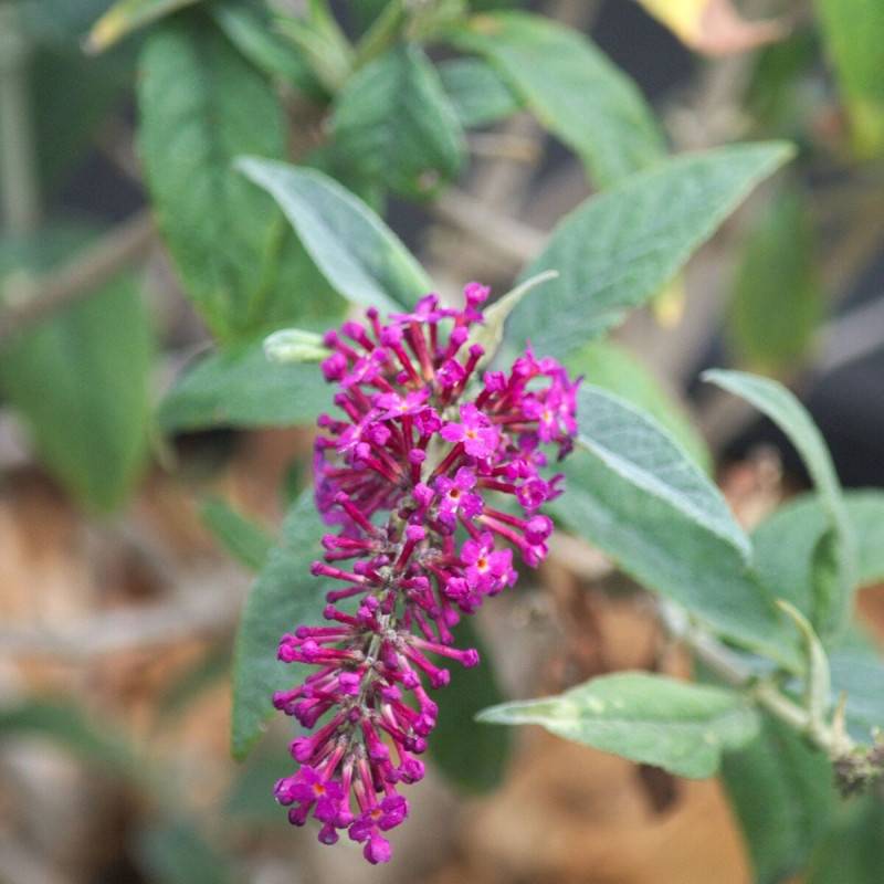 Arbre aux papillons Miss Ruby, Buddleia à fleurs Rouge - feuillage Caduc - Pot de 7,5L - 40/60 cm-  hauteur à maturité De 2,00 m à 2,50 m - Imagen 6