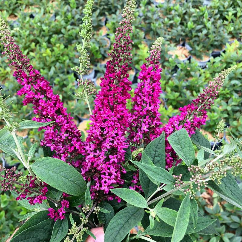 Arbre aux papillons Miss Ruby, Buddleia à fleurs Rouge - feuillage Caduc - Pot de 7,5L - 40/60 cm-  hauteur à maturité De 2,00 m à 2,50 m - Imagen 1