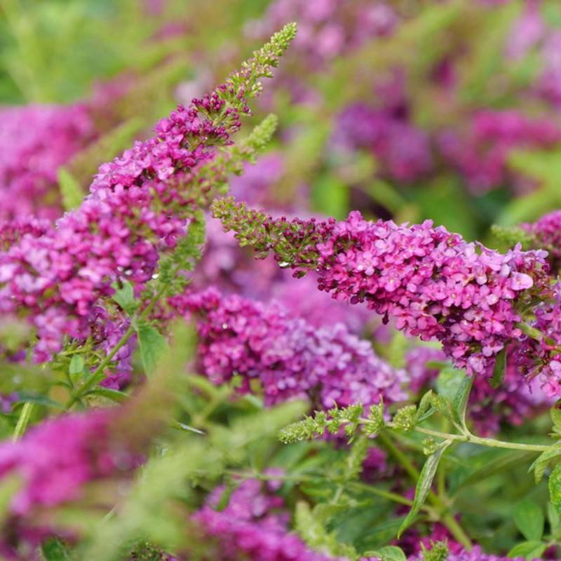 Arbre aux papillons Miss Ruby, Buddleia à fleurs Rouge - feuillage Caduc - Pot de 7,5L - 40/60 cm-  hauteur à maturité De 2,00 m à 2,50 m - Imagen 5