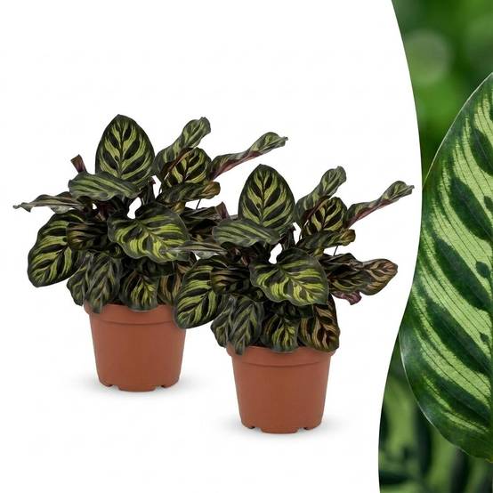 Calathea Makoyana - Plante Paon - Pot de 12cm - Hauteur 25cm - 2 plantes - Sans cache-pot - Plantes d'intérieur - Image 1