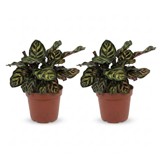 Calathea Makoyana - Plante Paon - Pot de 12cm - Hauteur 25cm - 2 plantes - Sans cache-pot - Plantes d'intérieur - Image 2