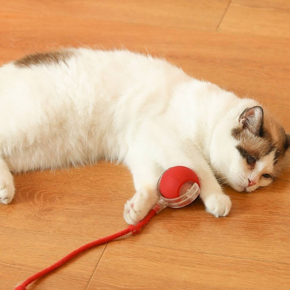 IntiMeg - Jouet pour chat Balle automatique pour chat Vert IntiMeg - Image 5