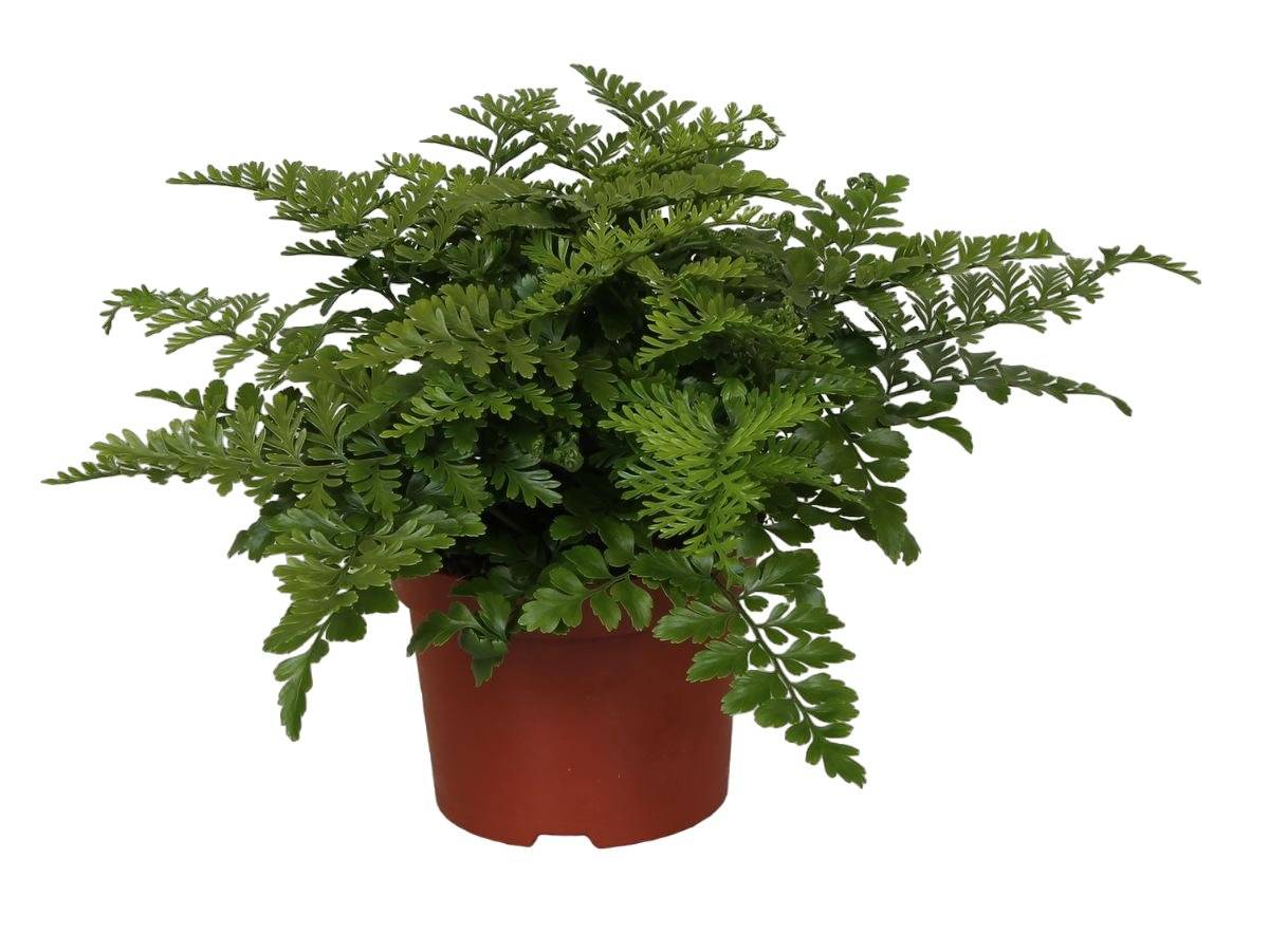 Asplenium 'Parvati' 25cm - Plante d'intérieur- La Green Touch - Image 2