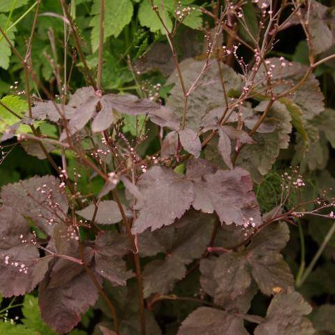 Promesse de Fleurs - Cryptotaenia japonica purpurea - Persil japonais Pot de 1,5L/2L