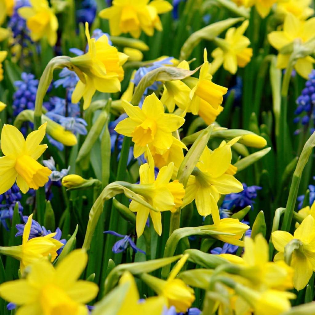 La Green Touch - Narcisse Tête-à-Tête - 100 bulbes - calibre 10/12 - Image 1