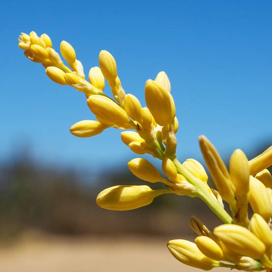 Hesperaloe parviflora Yellow Sun - Yucca rouge Pot de 3L/4L