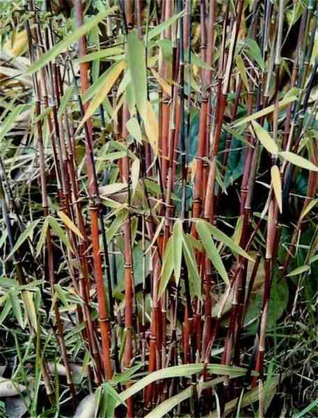 Sans Marque - Fargesia "Jiuzhaigou 1" (Bambou non traçant) Taille:Pot 30 Litres - 175/200cm - 15/25 cannes - Image 1