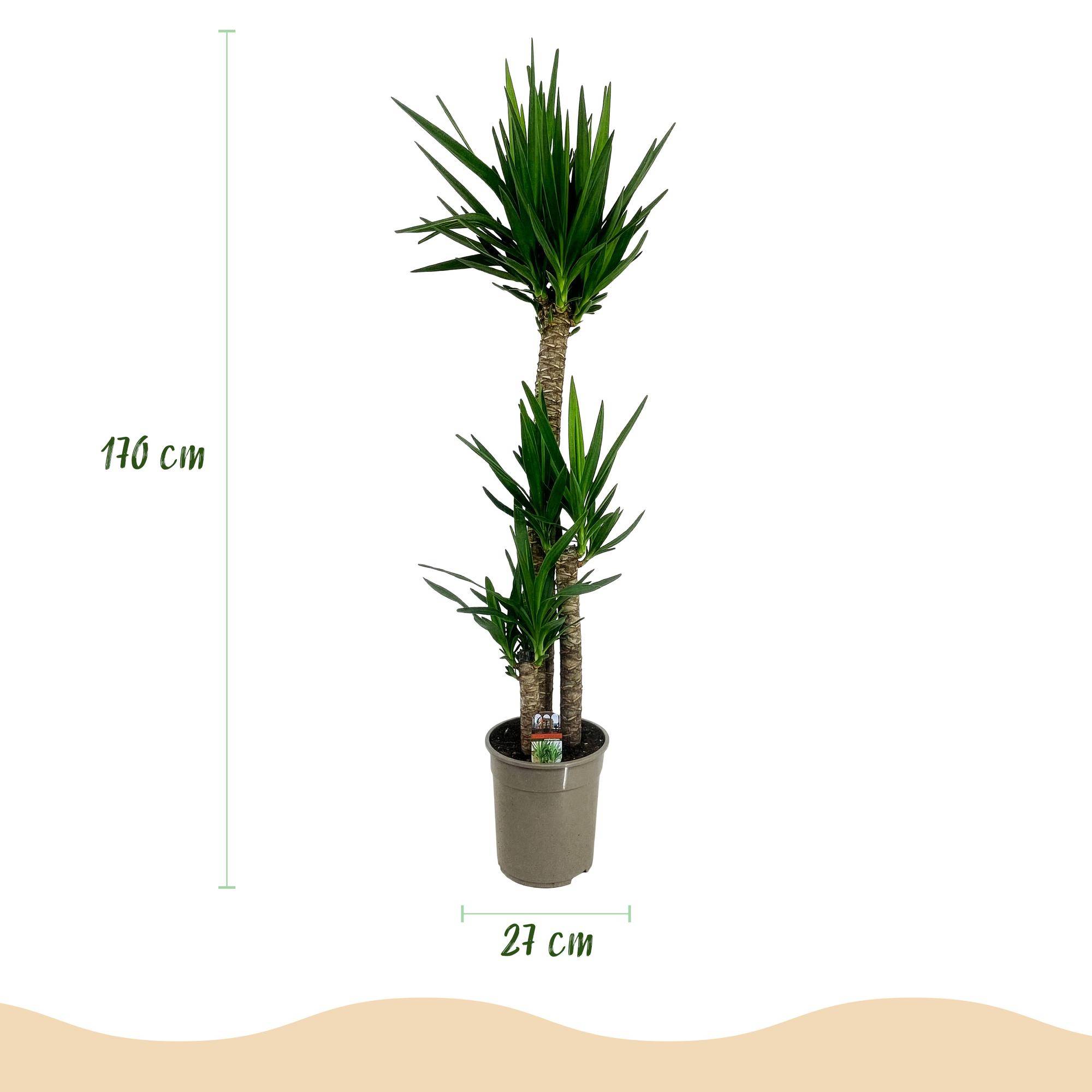 Yucca elephantipes - Yucca - Pot de 27cm - Hauteur 170cm - Plantes d'intérieur - Image 3