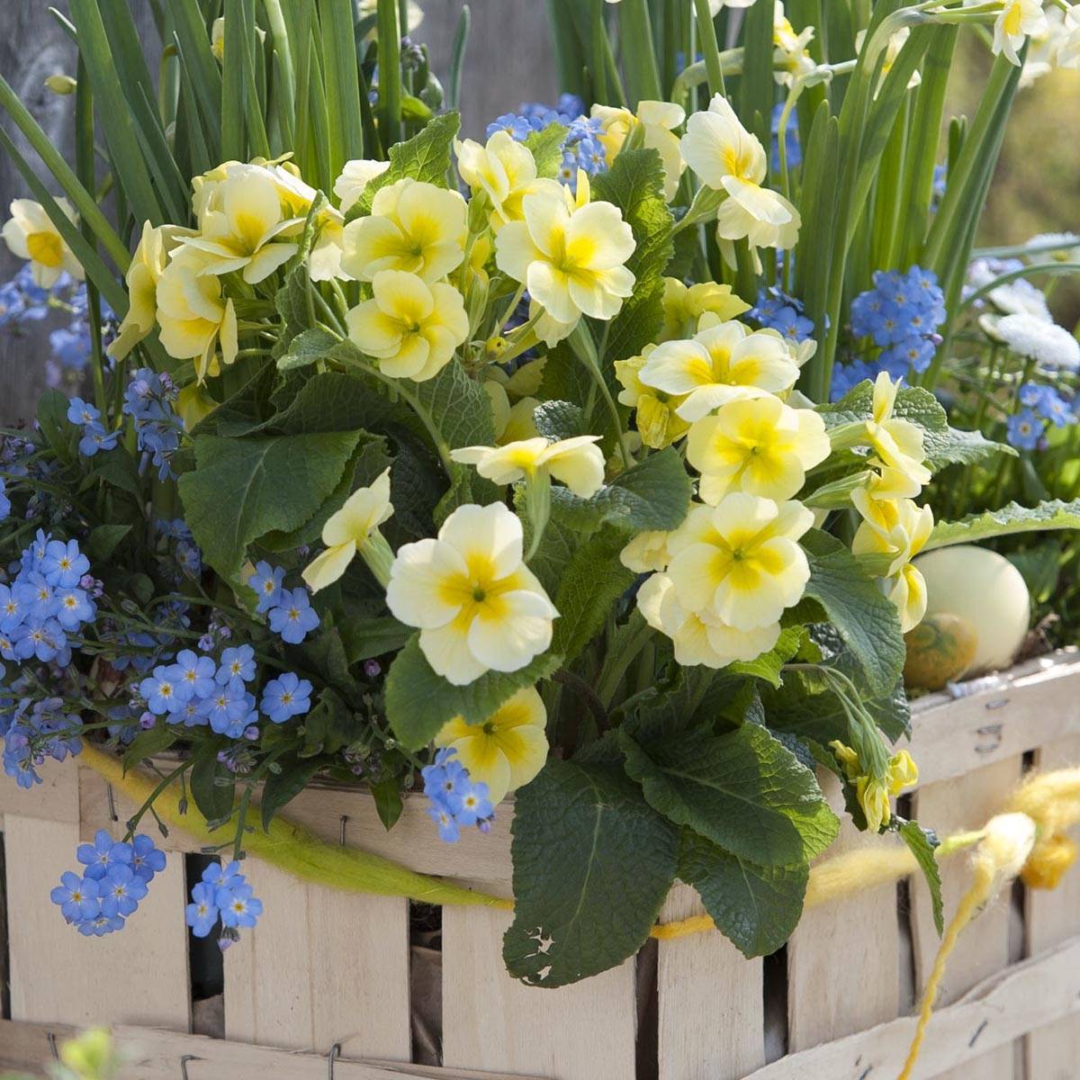 Promesse de Fleurs - Primula Everlast F1 - Primevère des jardins Mini-motte Ø 1,5/2,5 cm (par 5)