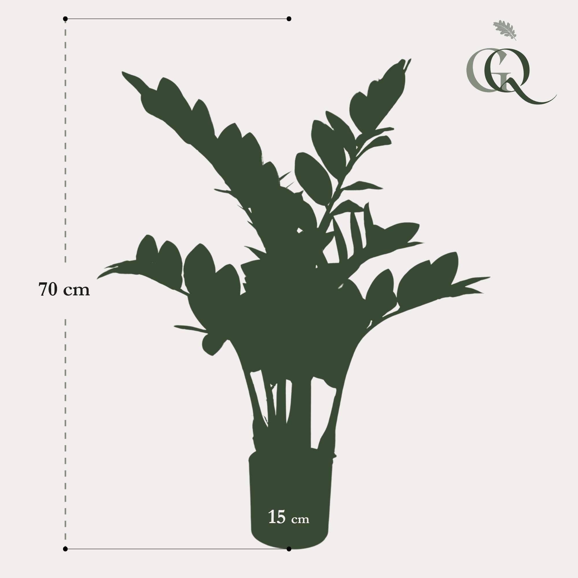 La Green Touch - Zamioculcas plante artificielle - h70cm, Ø12cm- La Green Touch - Imagen 3