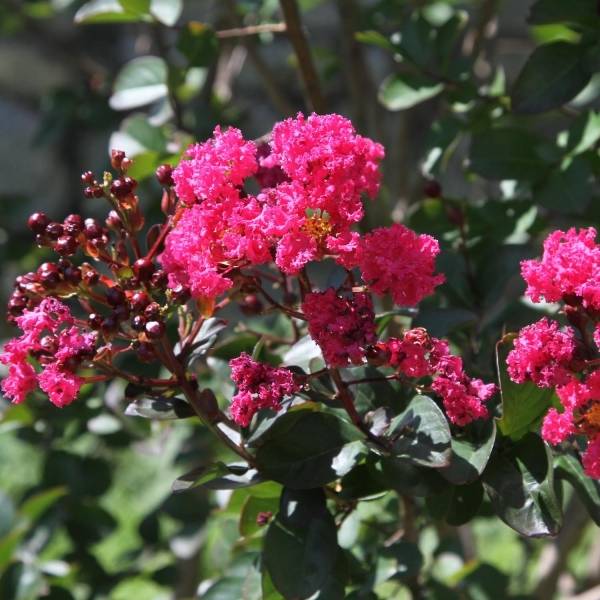 Lagerstroemia indica Pink Velours - Lilas des Indes Pot de 7,5L/10L, Demi-Tige - Image 1
