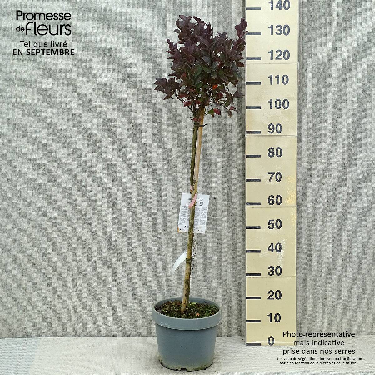 Lagerstroemia indica Pink Velours - Lilas des Indes Pot de 7,5L/10L, Demi-Tige - Image 2