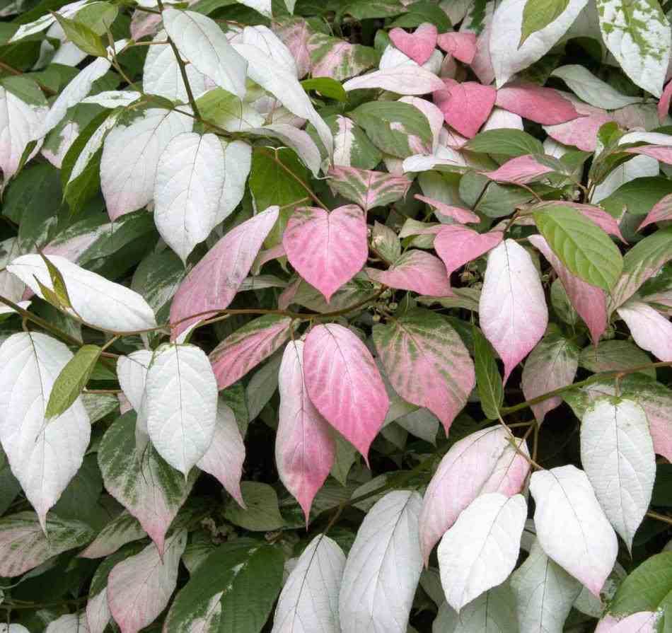 Kiwi Lot De 2 Kiwis De Sibérie Actinidia Kolomikta - Plantes Résistantes Au Froid