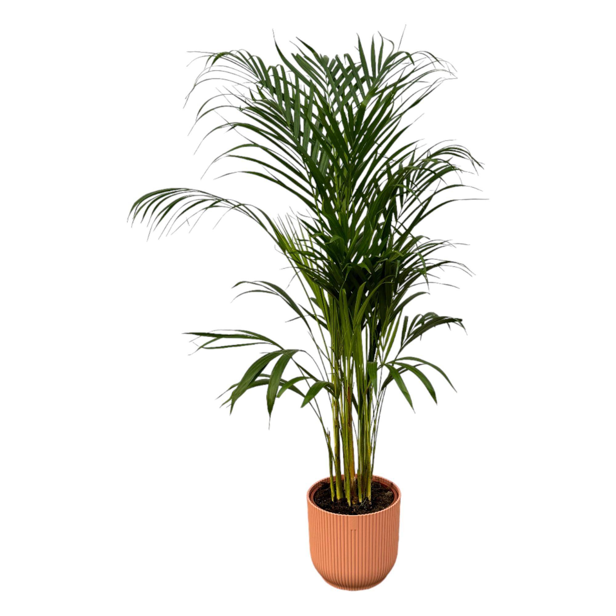 Palmier Areca - Plantes d'intérieur - Image 1