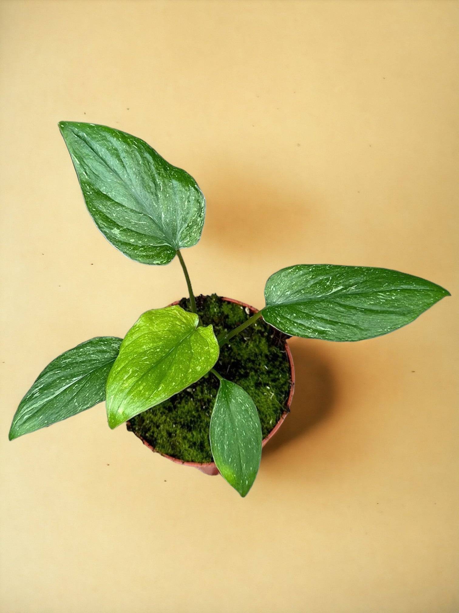 Homalomena Stardust- La Green Touch