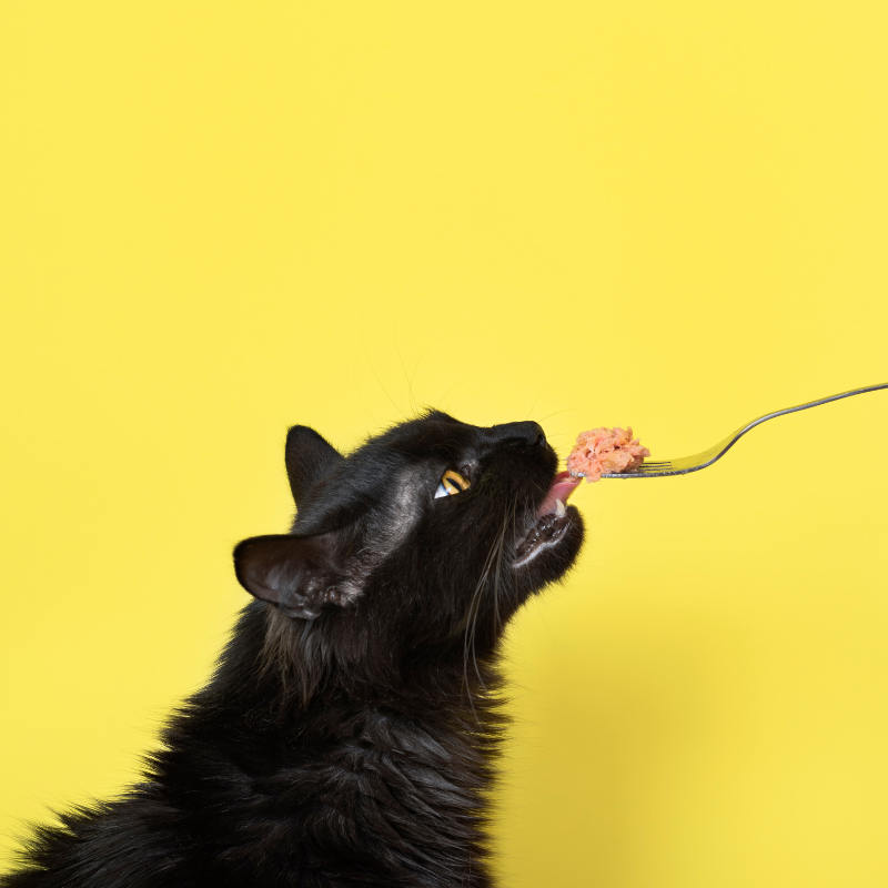 Eukanuba - Eukanuba - Croquettes Sans Céréales au Saumon pour Chat - Image 2
