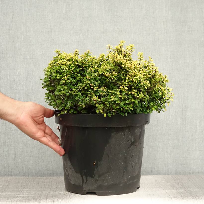 Berberis thunbergii Tiny Gold - Epine vinette Pot de 7,5L/10L - Image 2