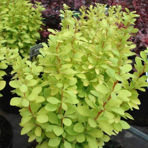 Berberis thunbergii Tiny Gold - Epine vinette Pot de 7,5L/10L - Image 1