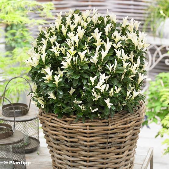 Promesse de Fleurs - Euonymus japonicus Paloma Blanca - Fusain du Japon Pot de 7,5L/10L