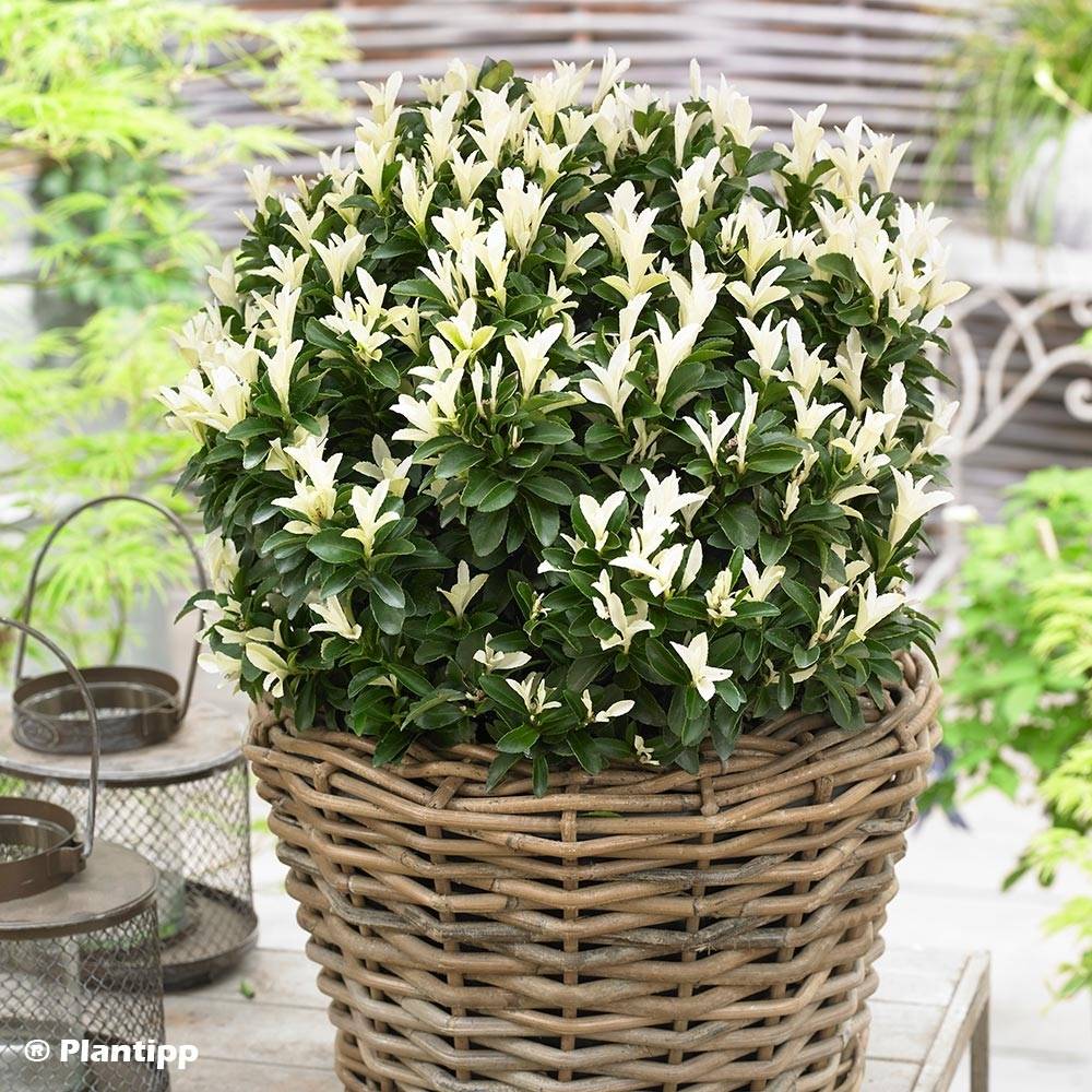 Promesse de Fleurs - Euonymus japonicus Paloma Blanca - Fusain du Japon Pot de 7,5L/10L