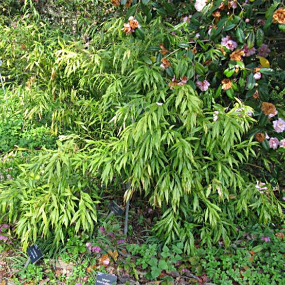 Promesse de Fleurs - Sarcococca saligna - Sarcocoque à feuilles de saule Pot de 2L/3L - Image 1