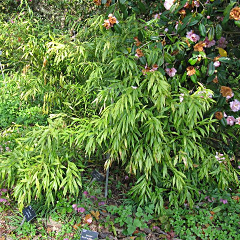 Promesse de Fleurs - Sarcococca saligna - Sarcocoque à feuilles de saule Pot de 2L/3L