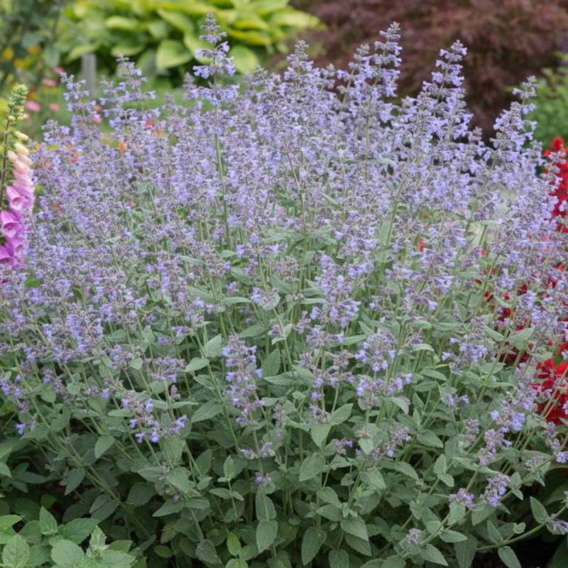 Herbe aux chats - Menthe des chats grandiflora Bramdean, Nepeta à fleurs Bleue/ - feuillage Persistant - Godet - 5/20 cm - Imagen 1