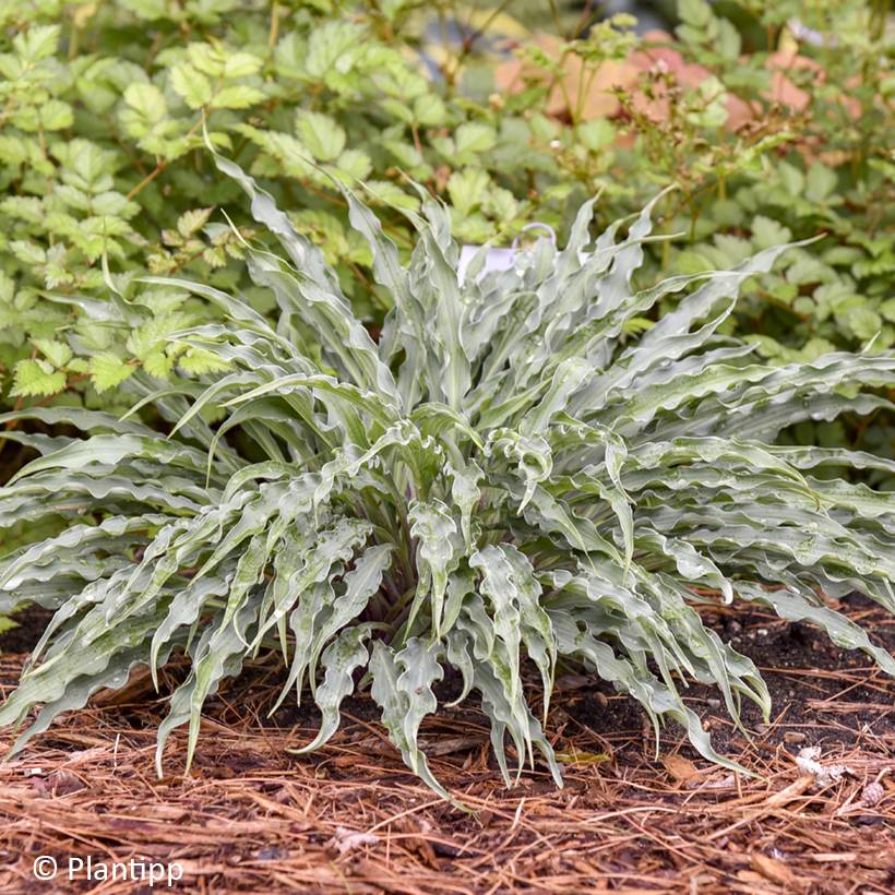 Hosta Silly String Pot de 12 cm / 13 cm