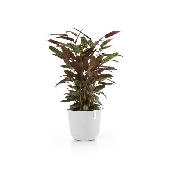 Ecopots - Pot Rond Oslo 35 Blanc Pur - Ø 35 x H. 30,5 cm - 21,7 L ECOPOTS - Imagen 2