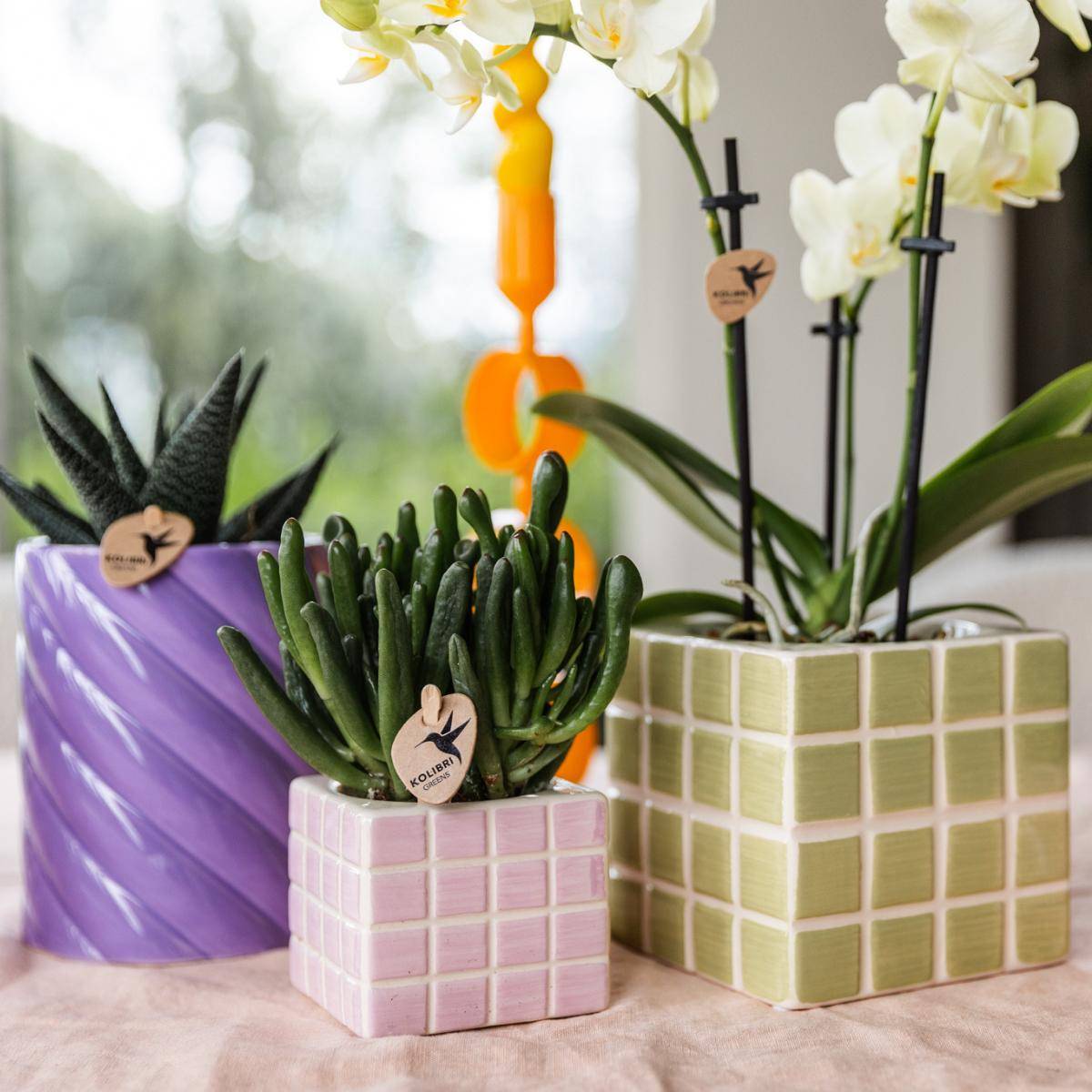 La Green Touch - Orchidée Phalaenopsis Jaune et son pot- La Green Touch Mosaique Vert - Hauteur 35cm - Imagen 2