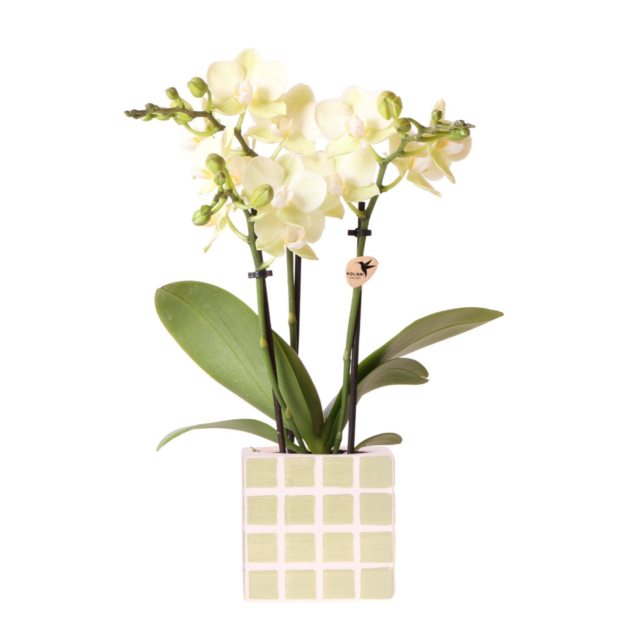 La Green Touch - Orchidée Phalaenopsis Jaune et son pot- La Green Touch Mosaique Vert - Hauteur 35cm - Imagen 1