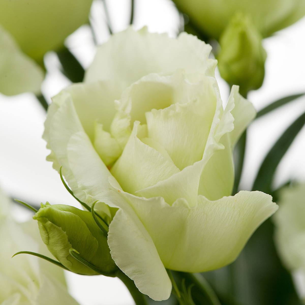 Promesse de Fleurs - Graines de Lisianthus F1 Cessna Green III (graines enrobées) le sachet de 20 graines environ