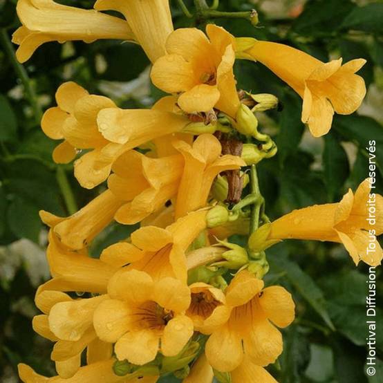 Bignone Golden Trumpet® 'Mincamja3' à fleurs Jaune - feuillage Caduc - Pot de 1L - 10/60 cm- hauteur à maturité De 5,00 m à 10,00 m - Image 2